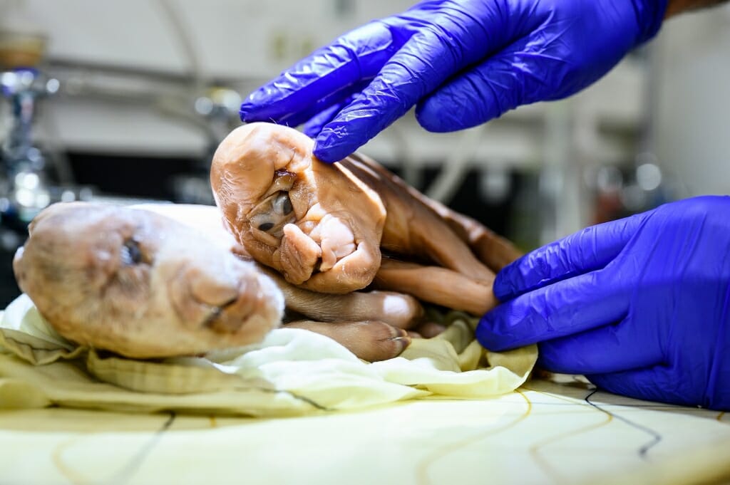 Photo: Two abnormal fetal pigs.