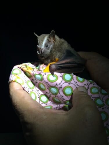 Photo: Closeup of a person's hand holding a bat in a cloth