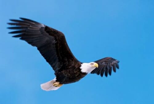 Photo: Bald eagle in flight