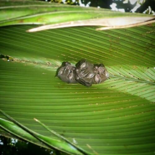 Photo: Closeup of tiny bats snuggling on a large leaf