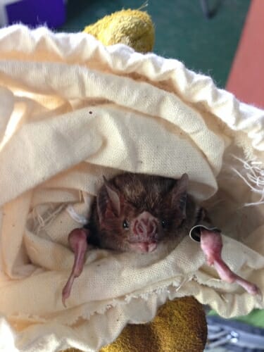 Photo: Closeup of a gloved hand holding a bat in a cloth