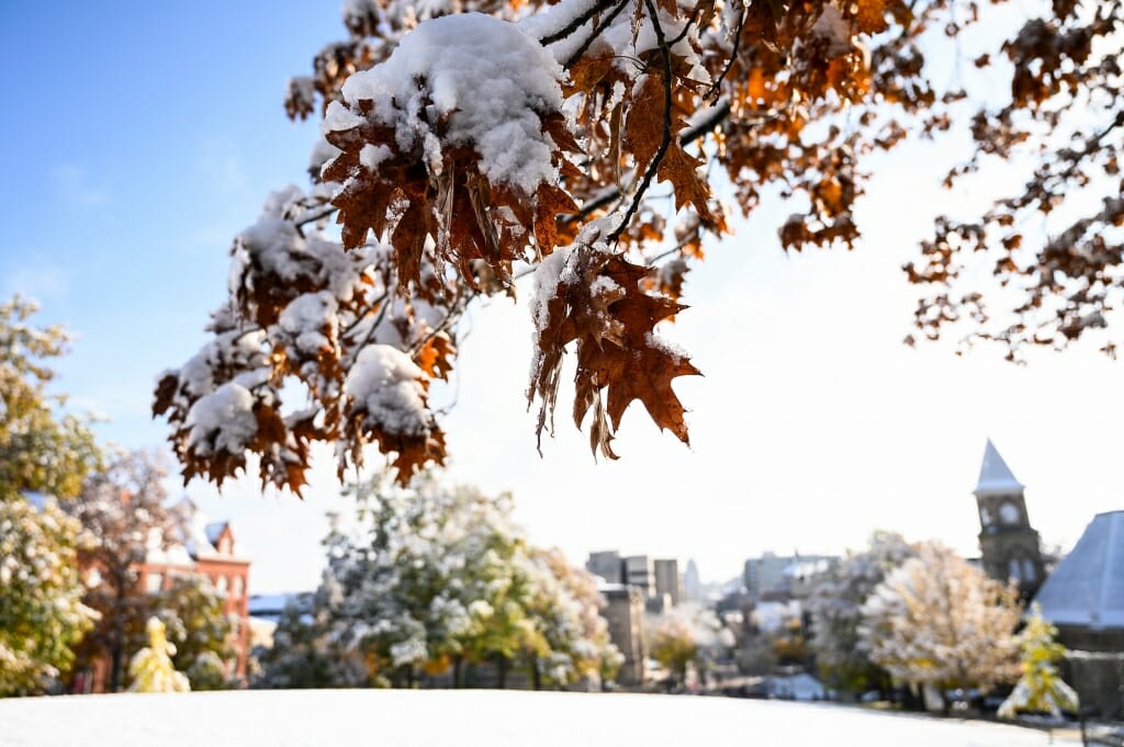 Photo: Snow drips off branches.