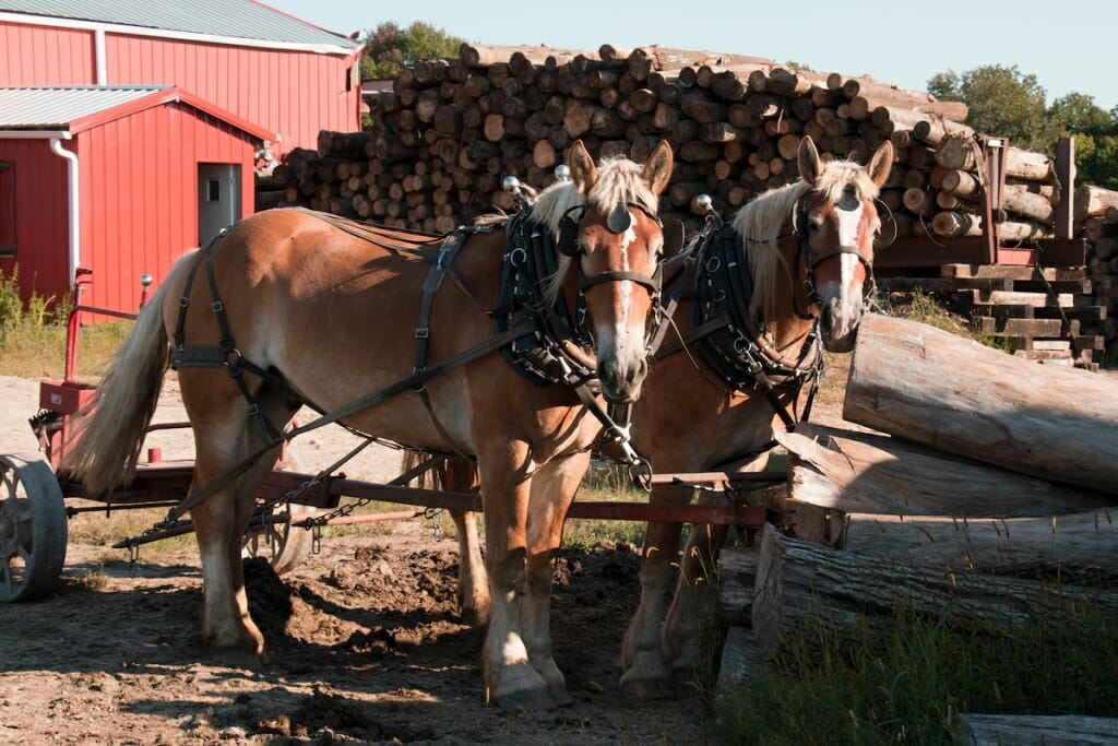 Photo: A team of horses on a farm field.