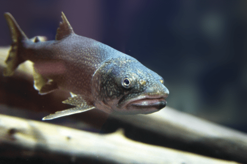 Photo: A lake trout swimming.