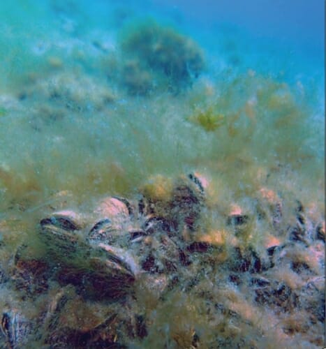 Photo: Some mussels on the lake bottom.