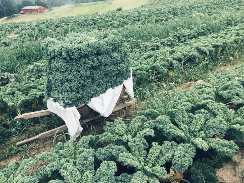 Photo: A field of Kale