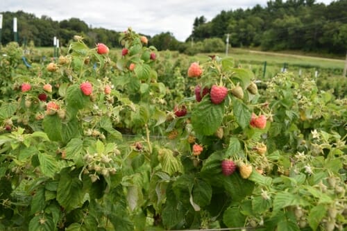 Photo: A field of raspberry plants.