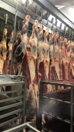 Photo: Some meat hanging from hooks