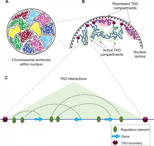 Photo: Diagram of chromosome interaction