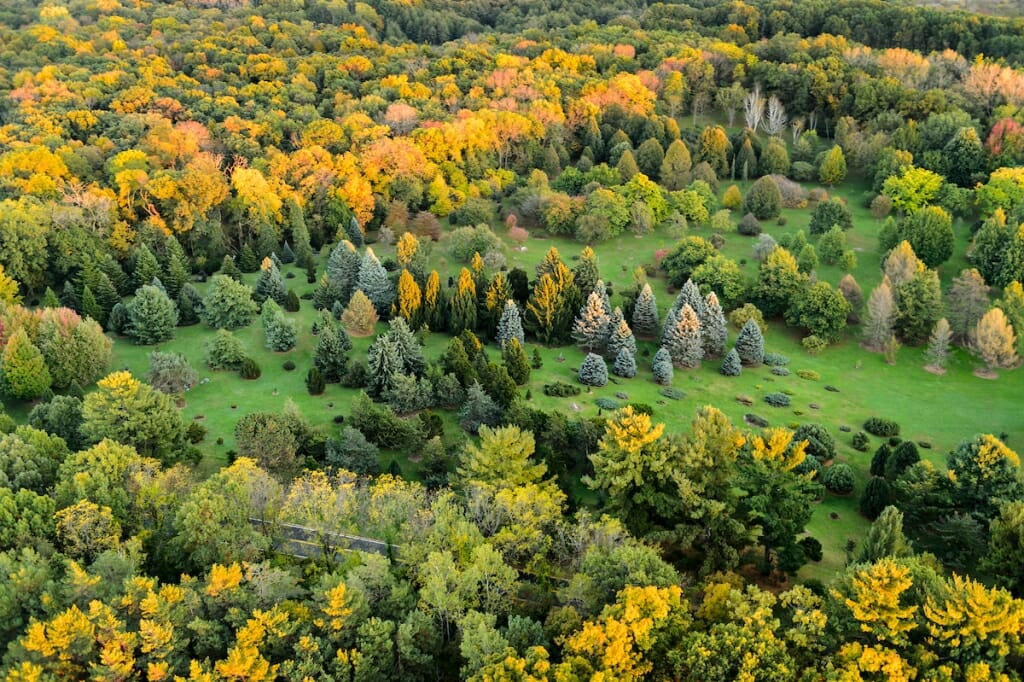 Photo: An aerial view of a garden with pine trees.