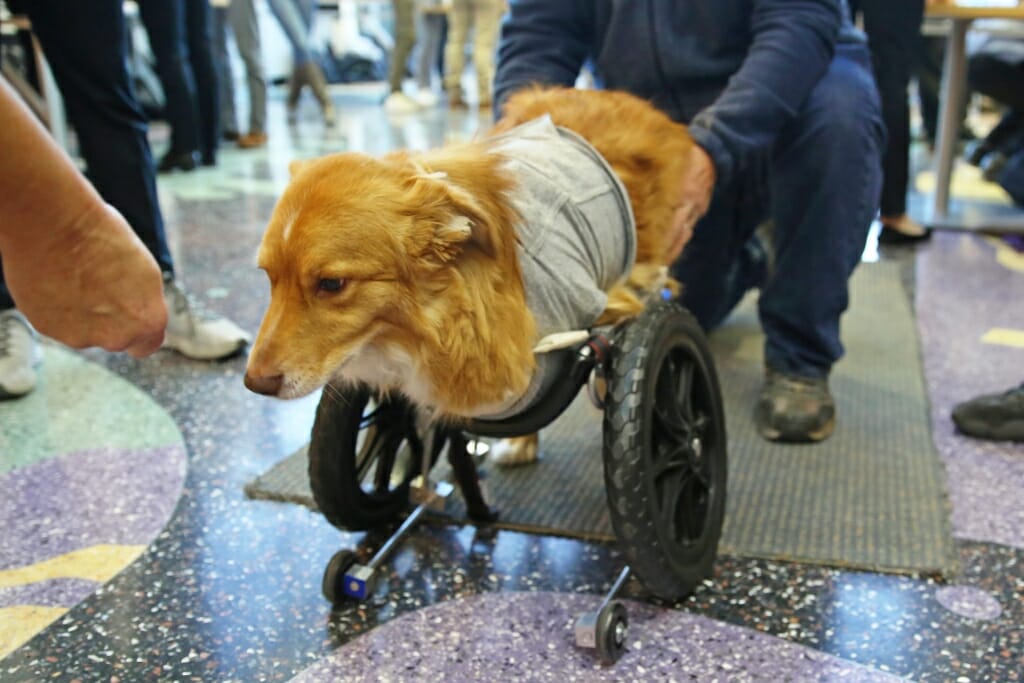 Photo: Dog in a wheelchair