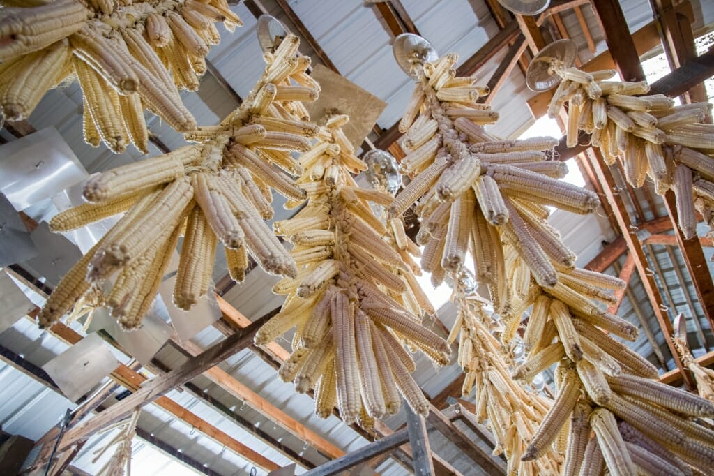 Photo: Dried ears of white corn dangling from ceiling inside a barn