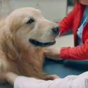 Photo: Scout with veterinary technicians petting him