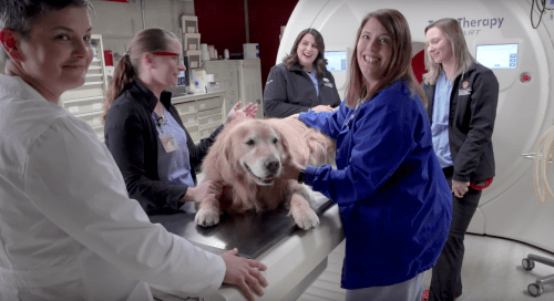 Photo: Scout on examining table surrounded by veterinary team in front of TomoTherapy machine