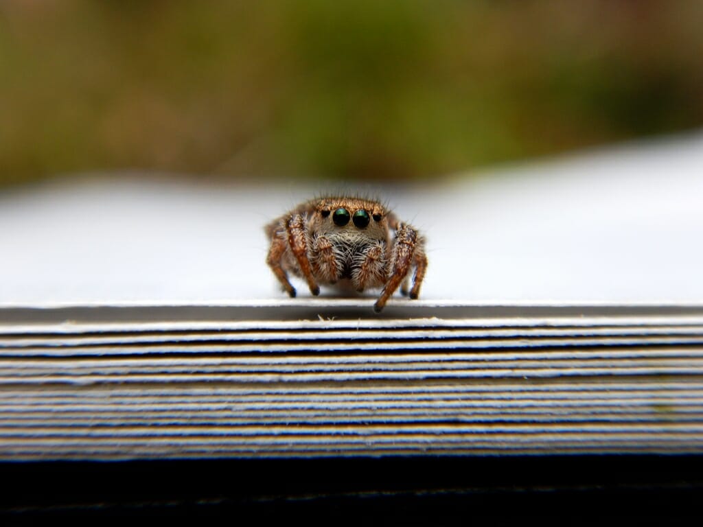 Photo: Close-up of a neotropical jumping spider poised on the edge of the pages of a book