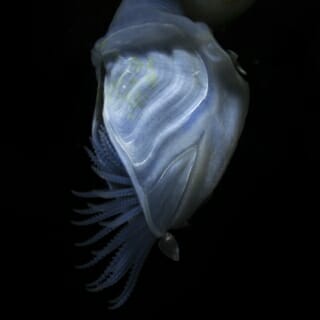 Photo: A blue buoy barnacle, the only barnacle species that produces its own flotation device, a bulb of gas-filled cement