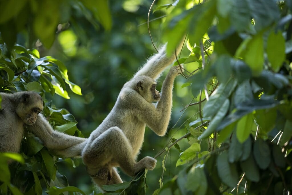 A monkey swings from a tree