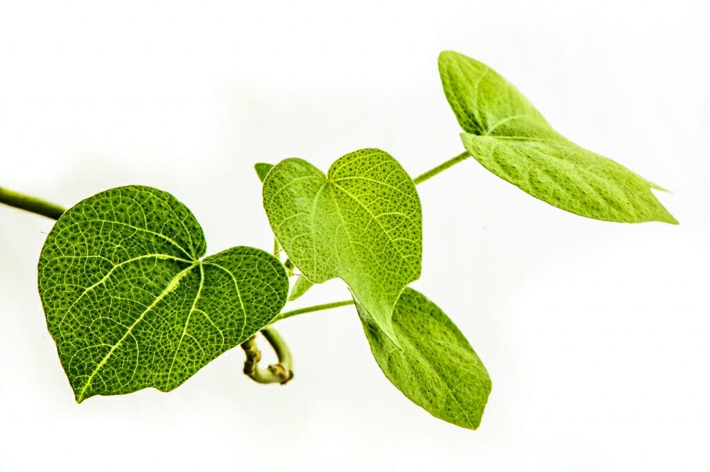 Green leaves on a stem of a Hawaiian cotton plant