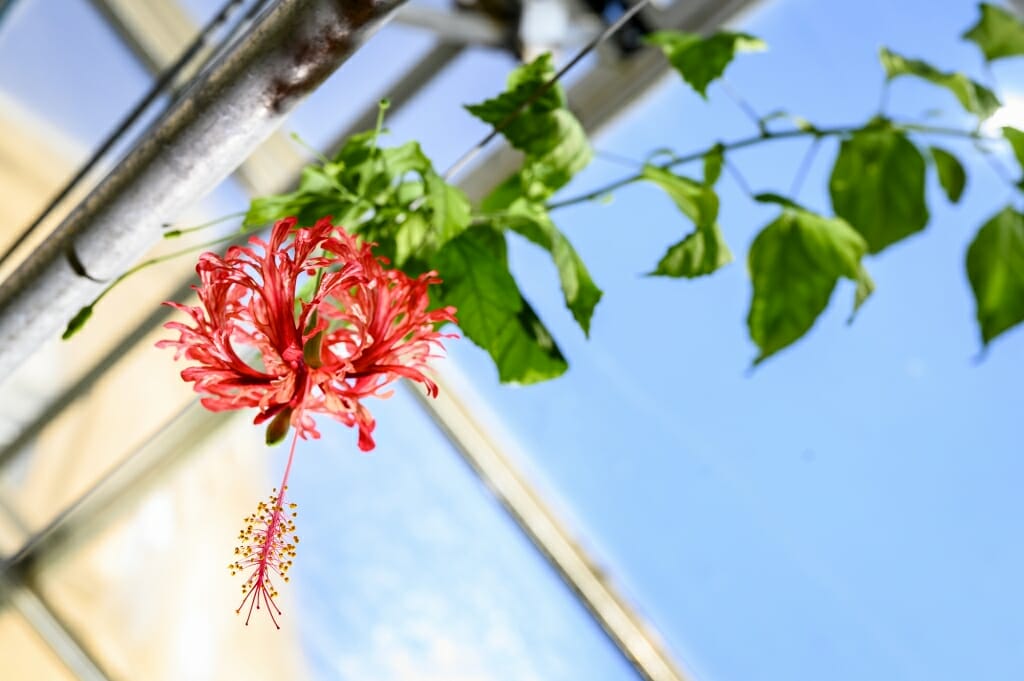 Japanese Lantern hibiscus with red petals and green leaves