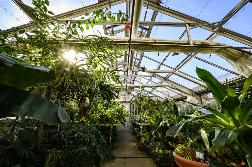 Blue sky seen through glass ceiling over green plants