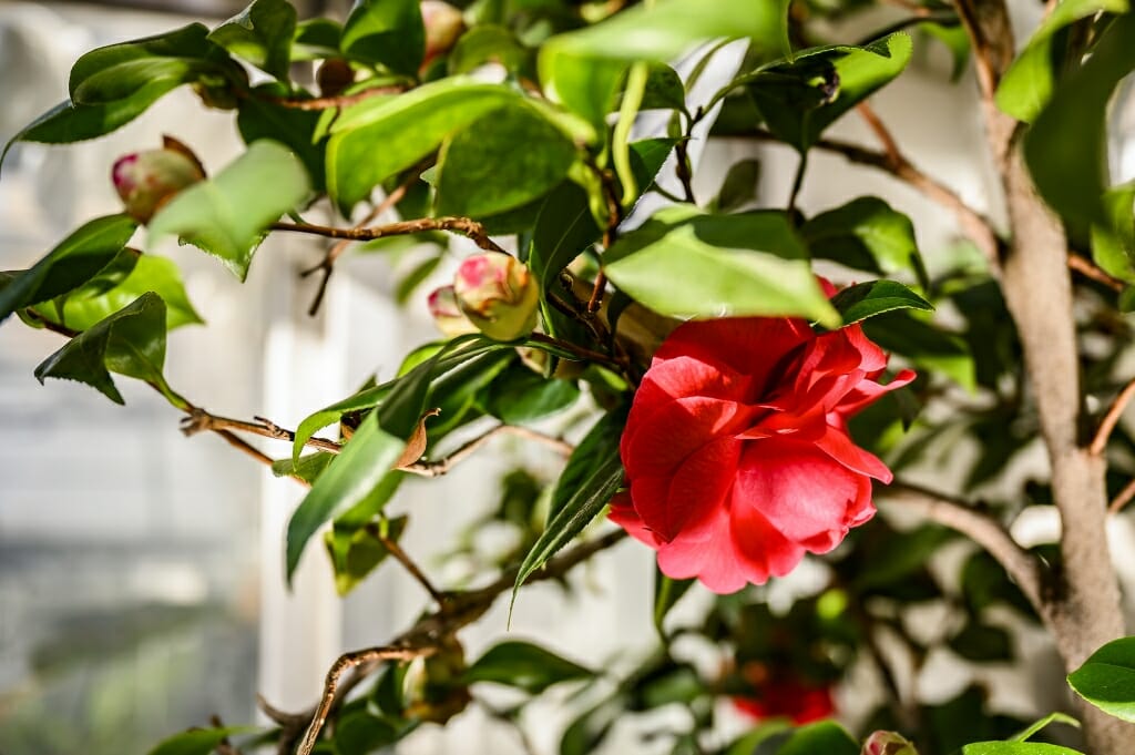 Japanese Camellia with red petals and green leaves