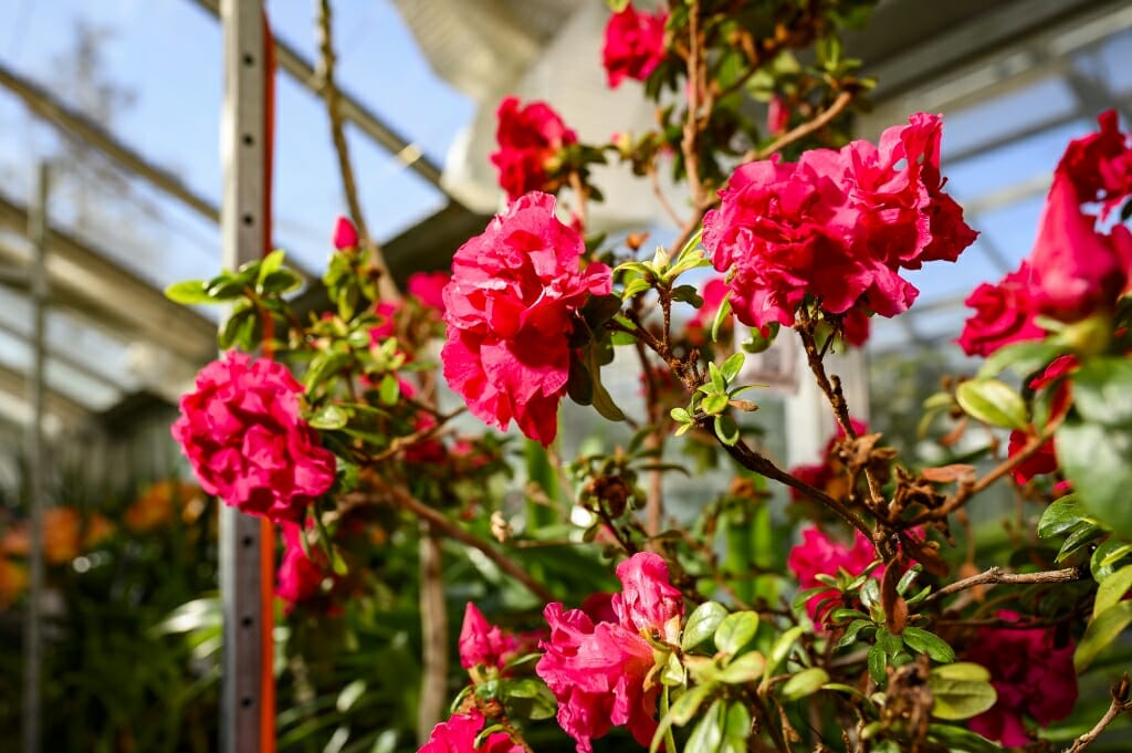 Reddish pink flowers on stems with sparse green leaves