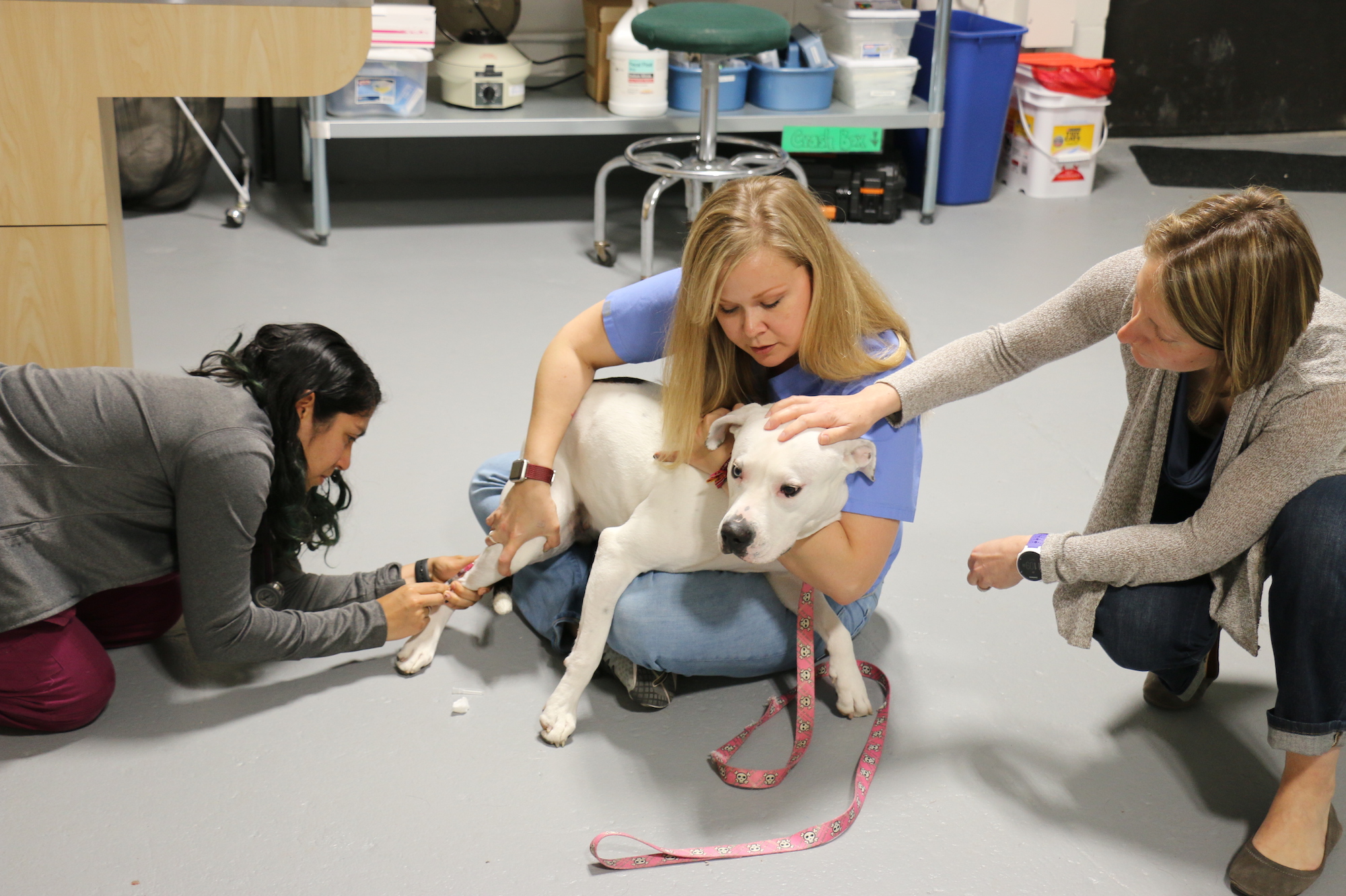 Photo of a veterinary technician holding a white terrier while a veterinary student provides treatment and a veterinarian pats the dog.