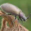 A beetle crawls on a branch.