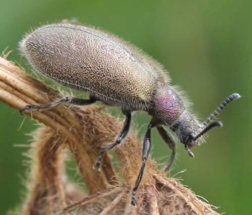 A beetle crawls on a branch.