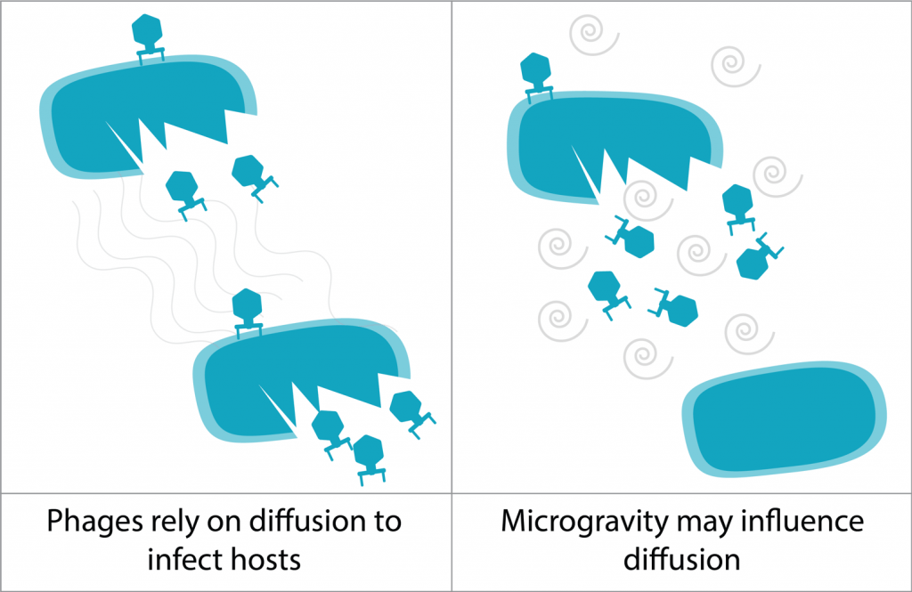 Graphic shows how phage move around.