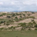 Some sand dunes with tufts of grass.