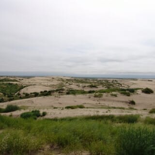 Some dunes with tufts of grass.