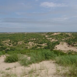 Some dunes. with tufts of grass.