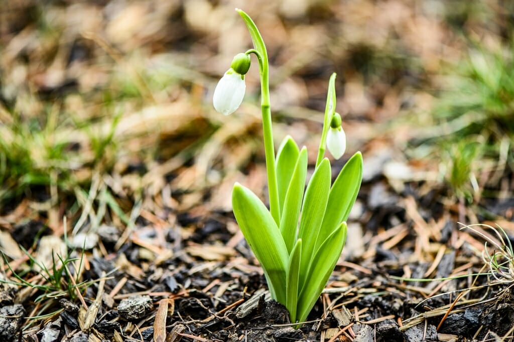 A plant pushes up out of the soil.