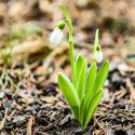 A plant pushes up out of the soil.