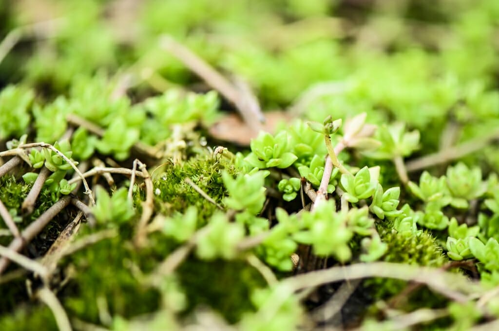 Fresh leaves poke from the ground.