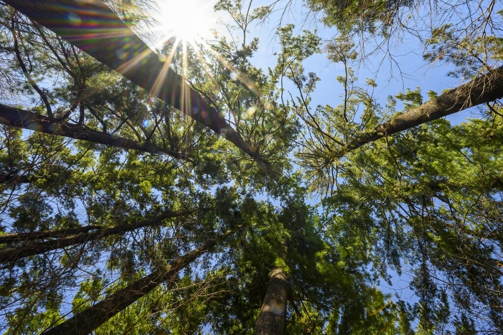 Sunlight shines through a stand of pine trees at the University of Wisconsin-Madison Arboretum during spring on April 20, 2020. (Photo by Bryce Richter / UW-Madison)