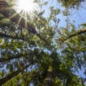 Sunlight shines through a stand of pine trees at the University of Wisconsin-Madison Arboretum during spring on April 20, 2020. (Photo by Bryce Richter / UW-Madison)