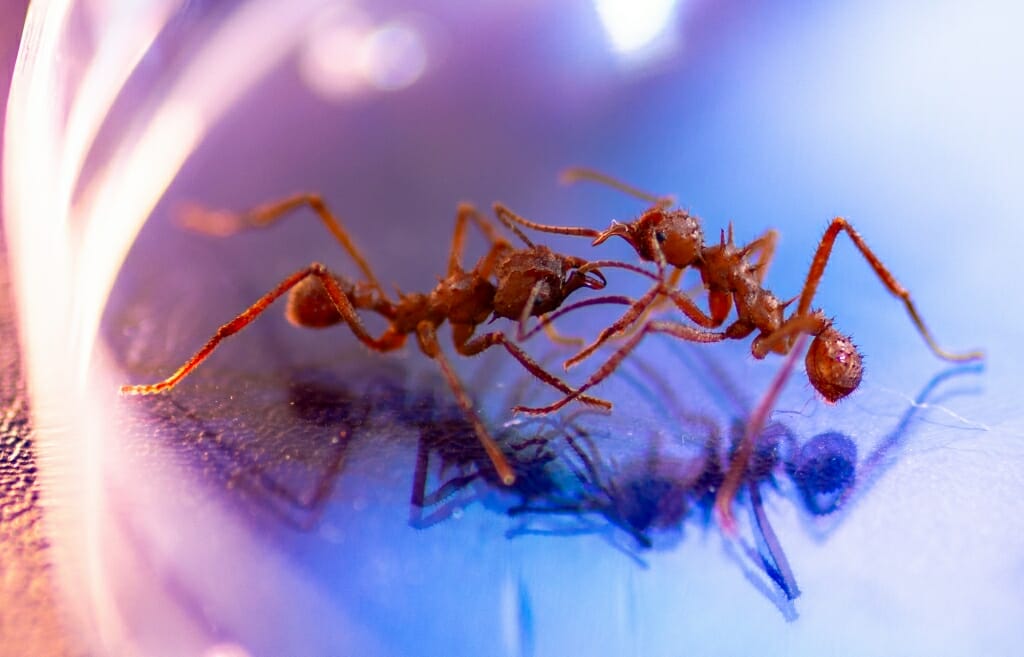 2 leaf cutter ants facing each other