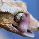 Closeup of a gecko licking its own eye