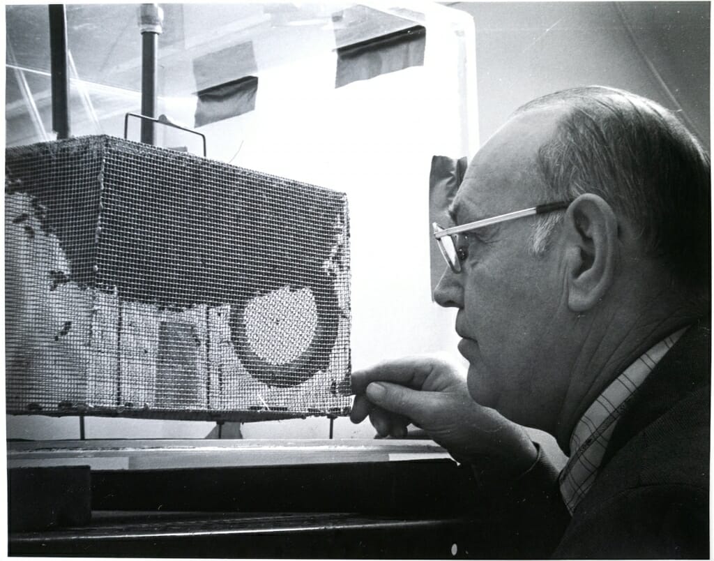 A man looks closely at a container filled with bees.