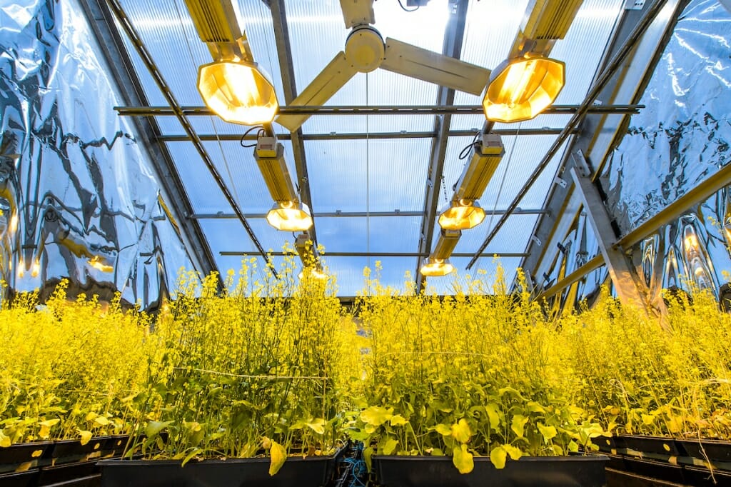 A bed of plants under a glass roof and intense lights.