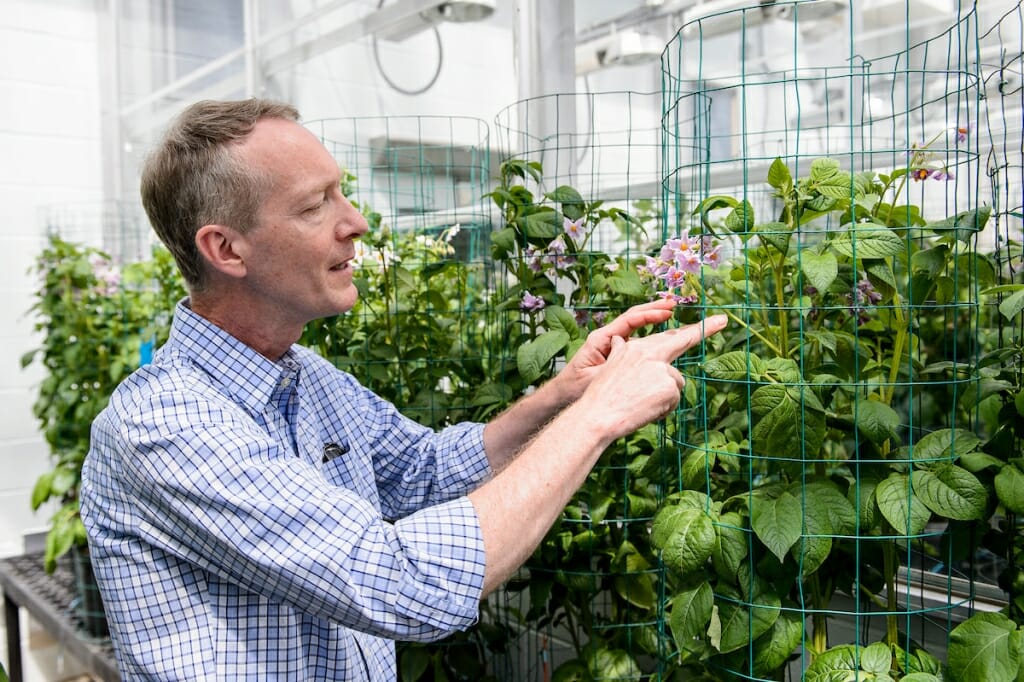 A man checks a plant leaf in a greenhouse.