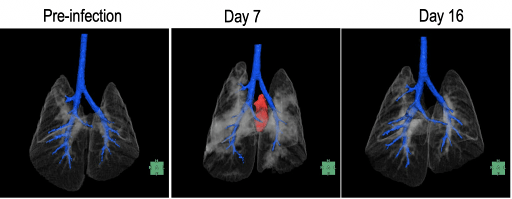 Three x-rays of hamster lungs