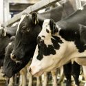 Closeup of heads of dairy cattle in a milking parlor