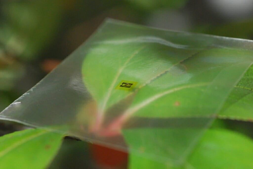 Tiny microwave chip on a clear piece of material resting on a leaf