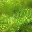 Milfoil plants floating in water