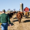 Cows and farmer seen from behind walking toward silo and barn