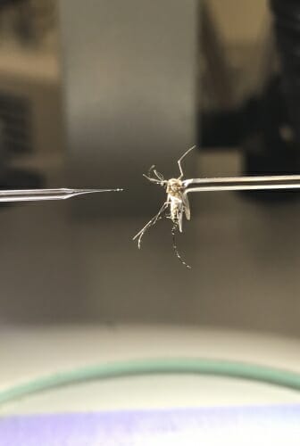 Needle pointing at mosquito