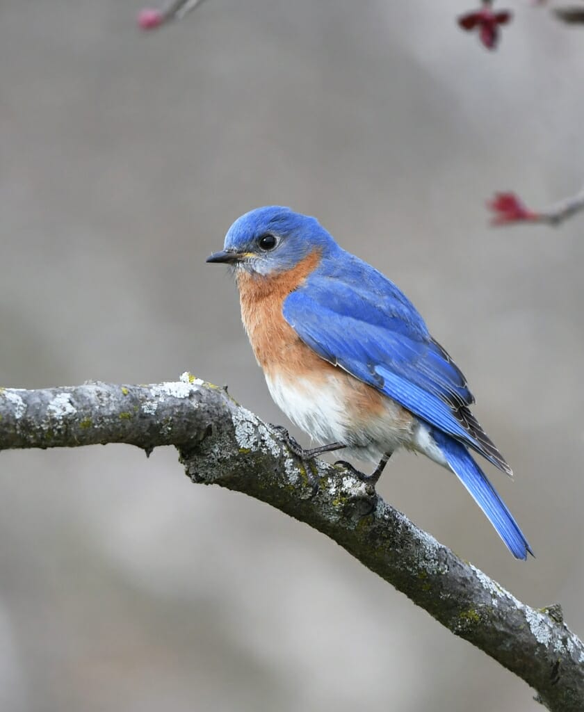 Bluebird perched on a branch